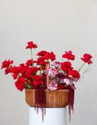 Scarlet Picnic