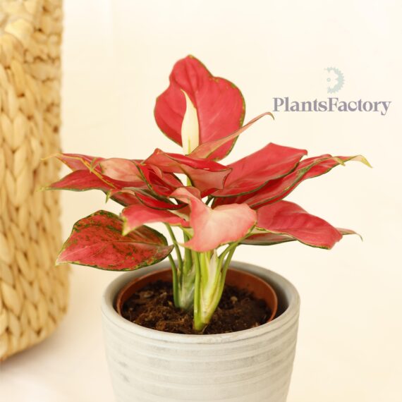Aglaonema Red