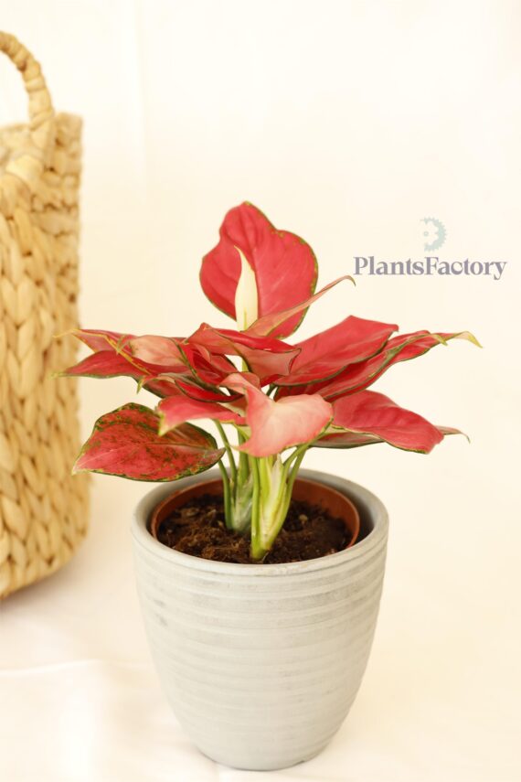 Aglaonema Red