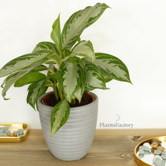 Aglaonema Silver Bay