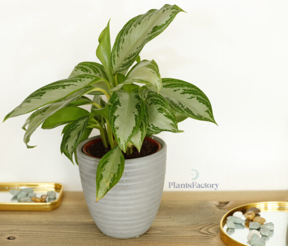 Aglaonema Silver Bay