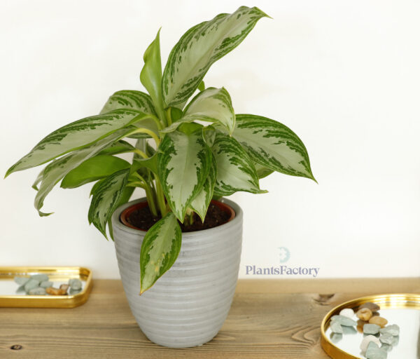 Aglaonema Silver Bay