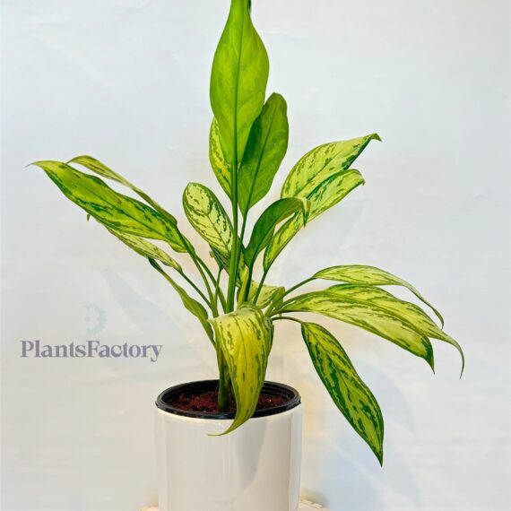 Agloanema Silver Queen