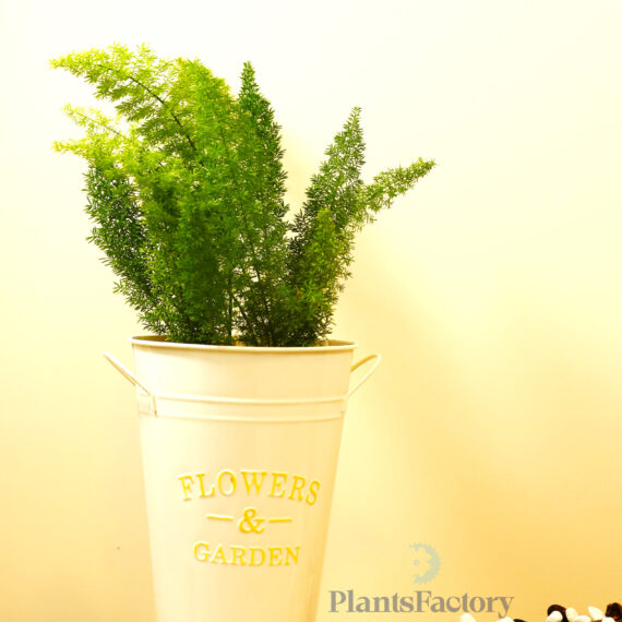 Asparagus Meyeri