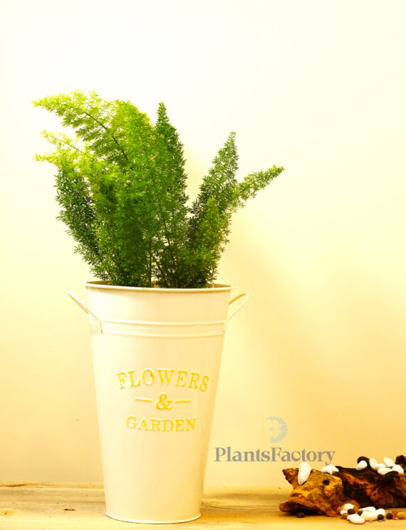 Asparagus Meyeri