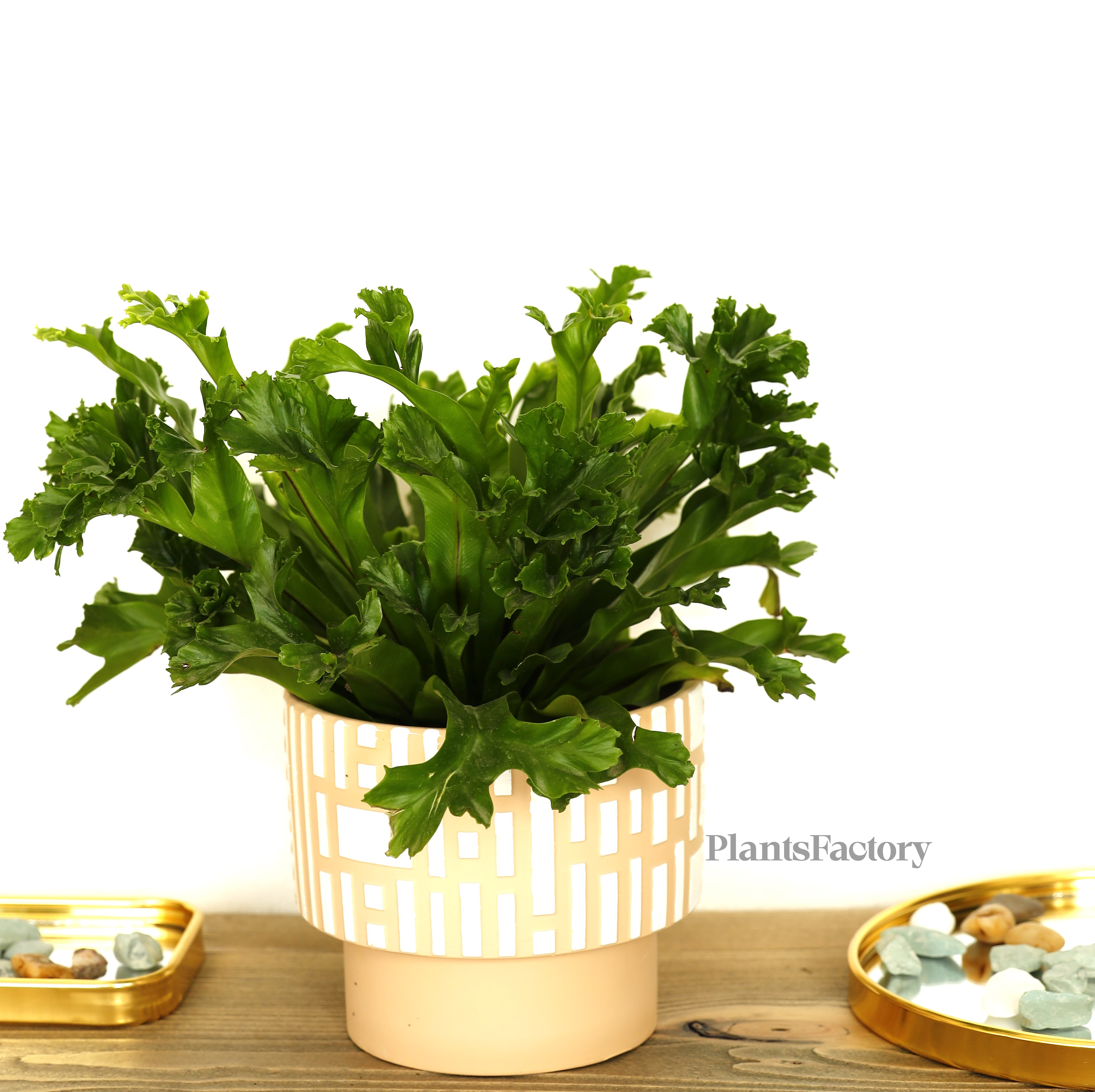 Asplenium Antiquum Mix