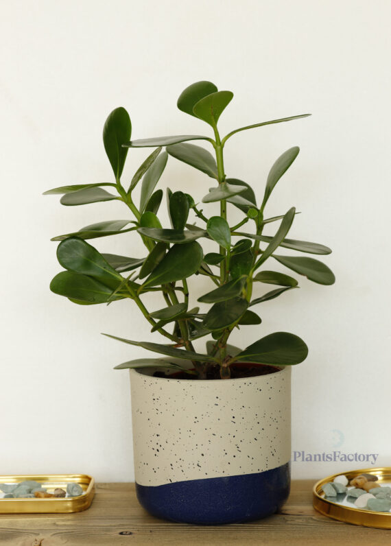Clusia rosea Princess