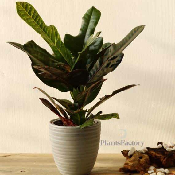 Croton Excellent