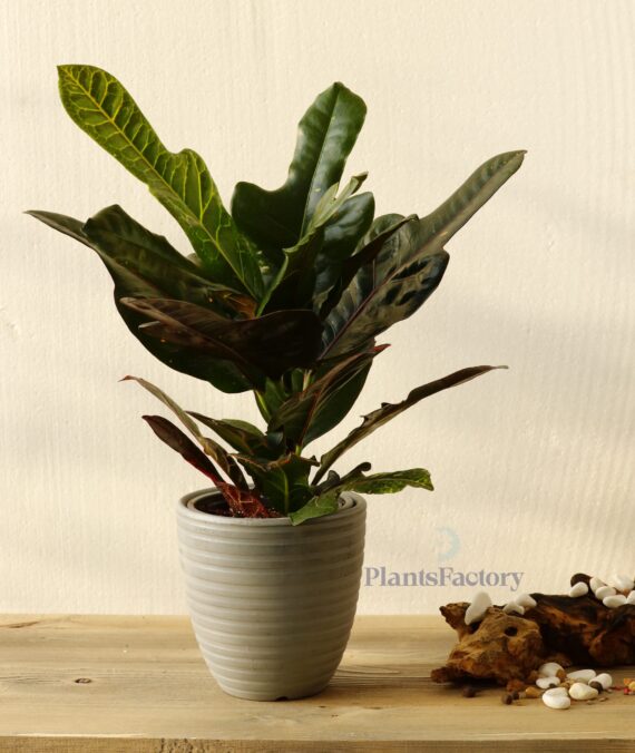 Croton Excellent