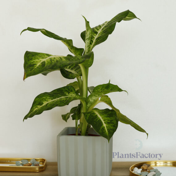 Dieffenbachia Mars