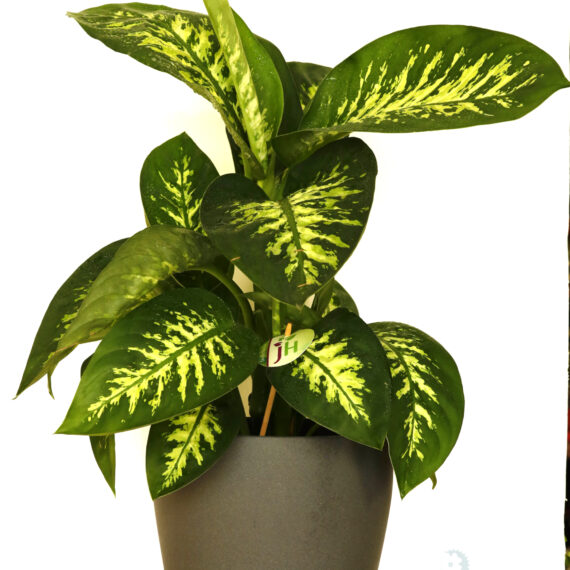 Dieffenbachia Se Reeva