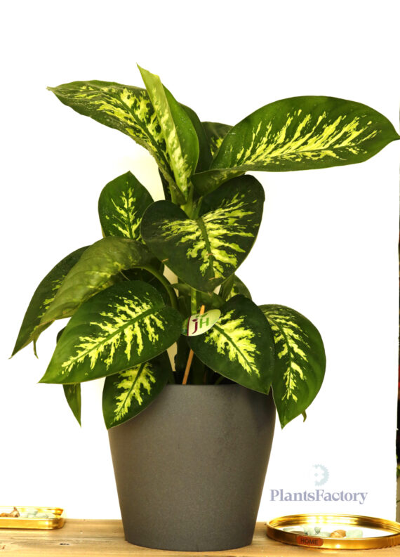 Dieffenbachia Se Reeva