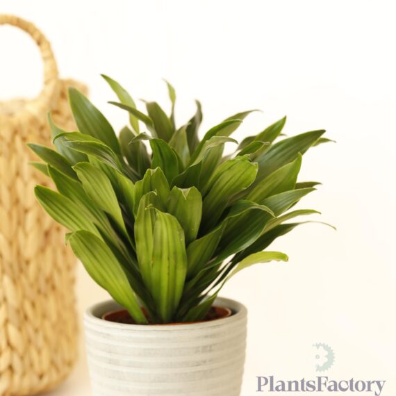 Dracaena Compacta Green