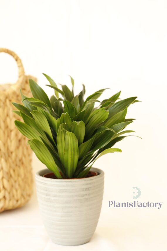 Dracaena Compacta Green
