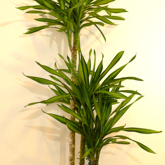 Dracaena Lemon Lime