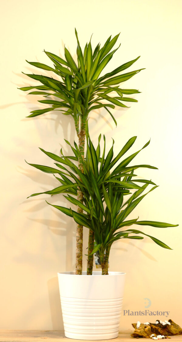 Dracaena Lemon Lime