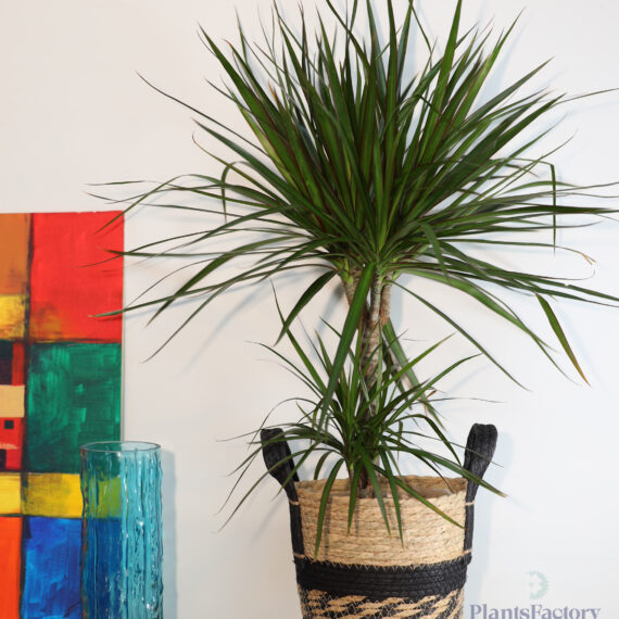 Dracaena Marginata