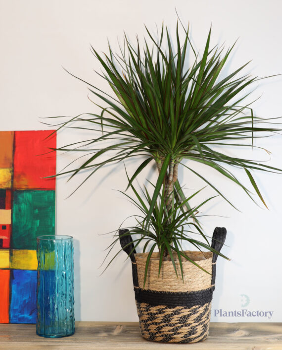 Dracaena Marginata