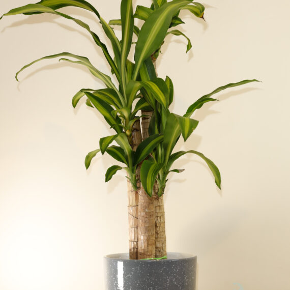 Dracaena Massangeana