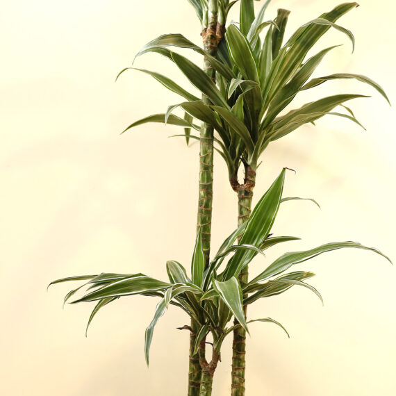 Dracaena Ulises