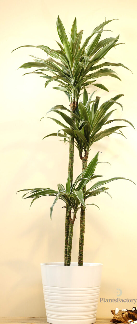 Dracaena Ulises