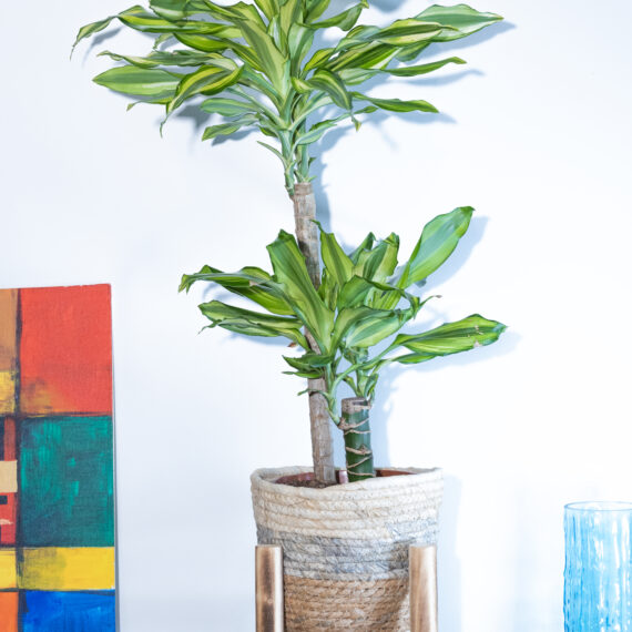 Dracaena Yellow Coast