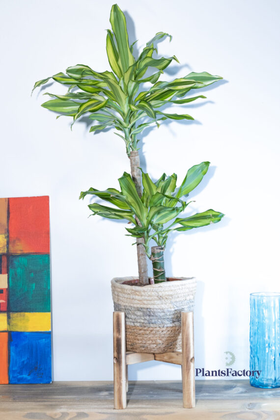 Dracaena Yellow Coast