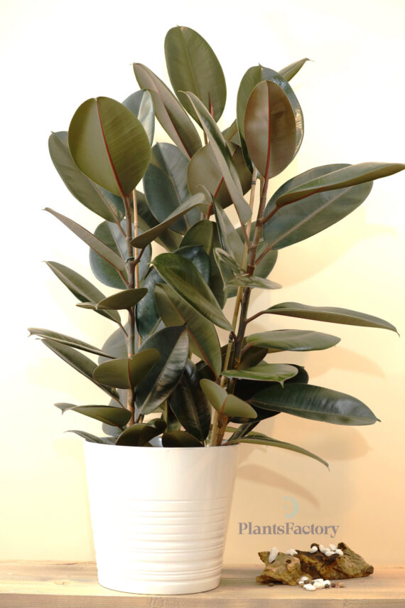 Ficus Elastica Abidjan