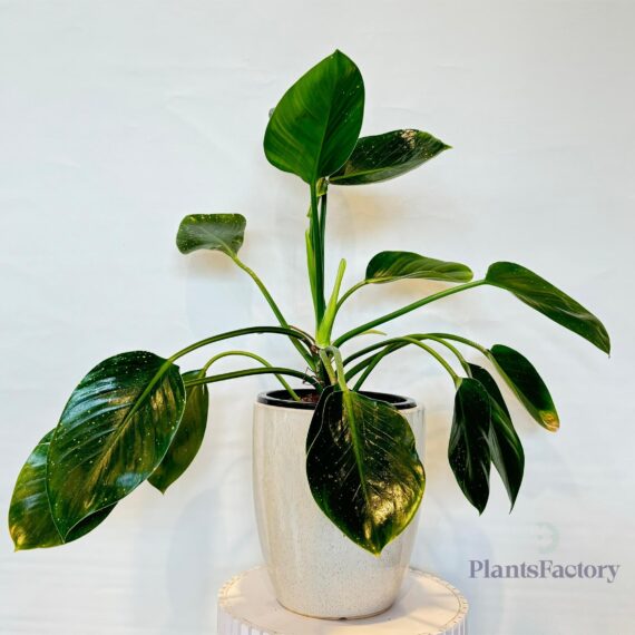 Philodendron Apple Green