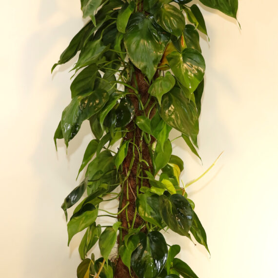 Philodendron Brazil