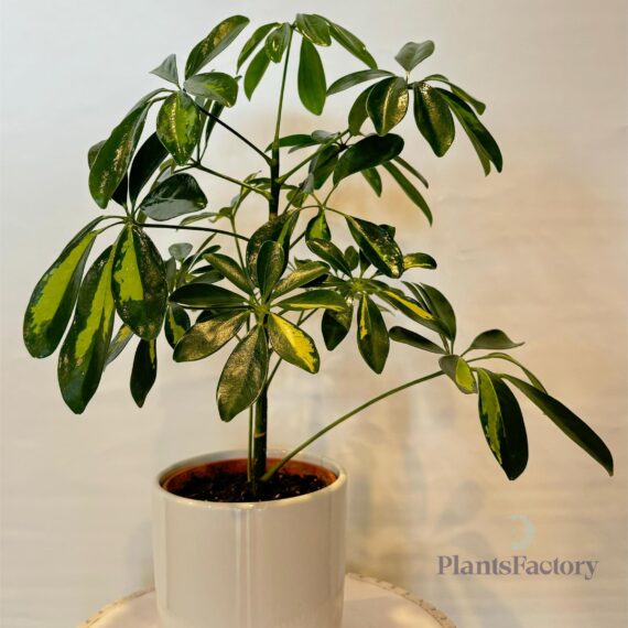 Schefflera Arb. Variegated