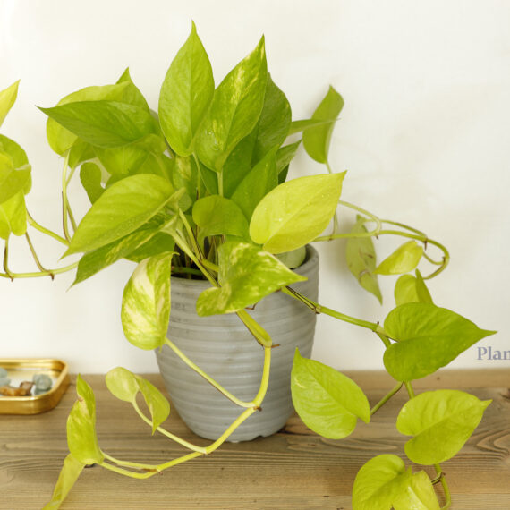 Scindapsus Gold