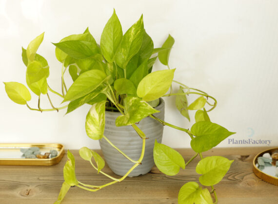 Scindapsus Gold
