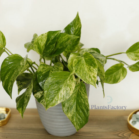 Scindapsus Marble Queen