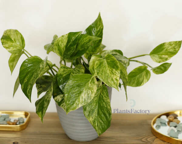 Scindapsus Marble Queen