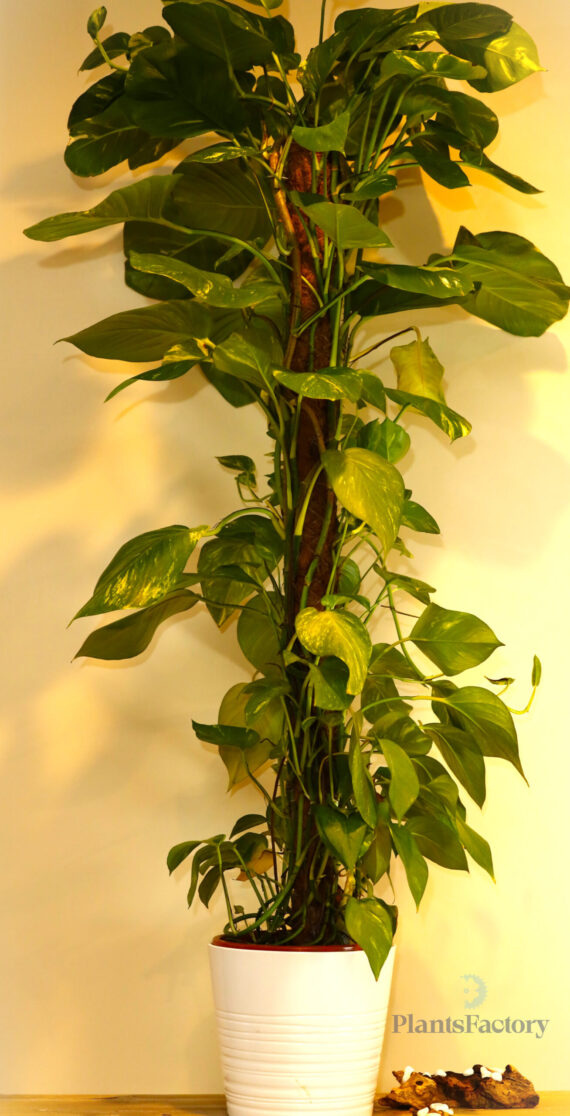 Scindapsus