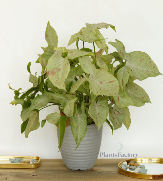 Syngonium Milk Confetti