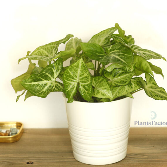 Syngonium Mix