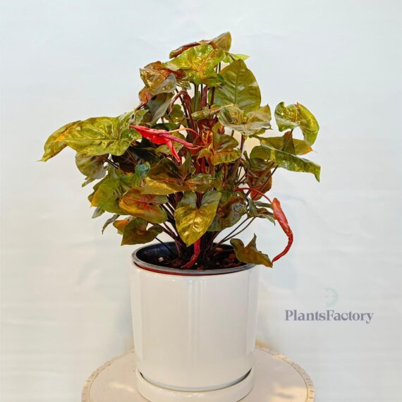 Syngonium Pod Red