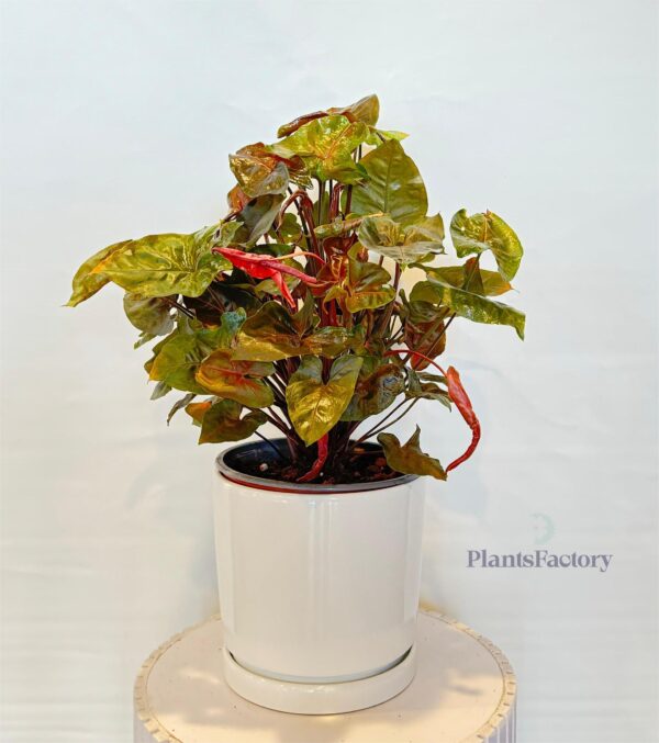 Syngonium Pod Red