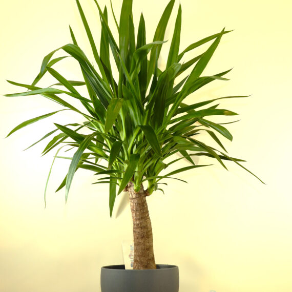 Yucca Maya