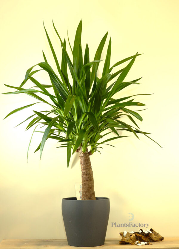 Yucca Maya
