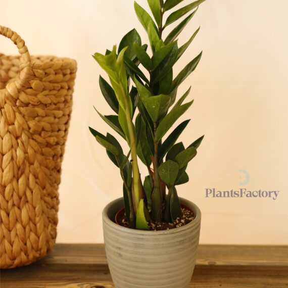 Zamioculcas Zamifolia