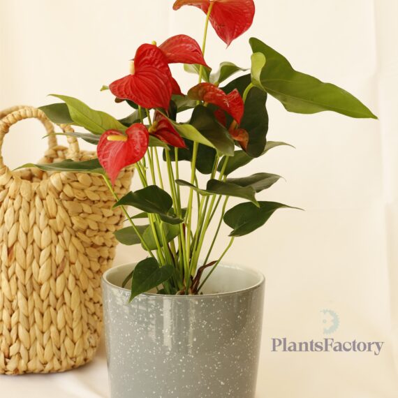 Anthurium Red