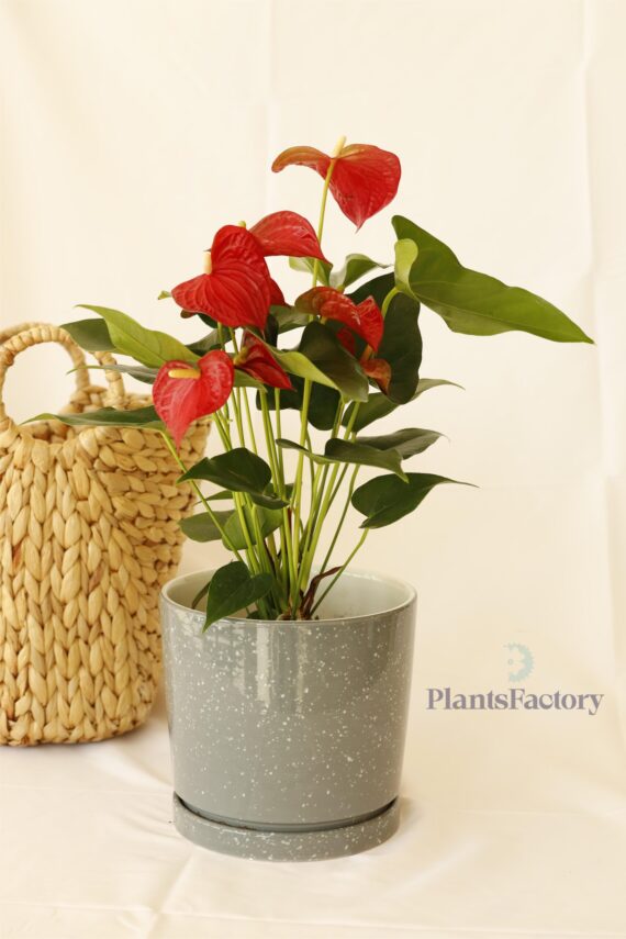 Anthurium Red