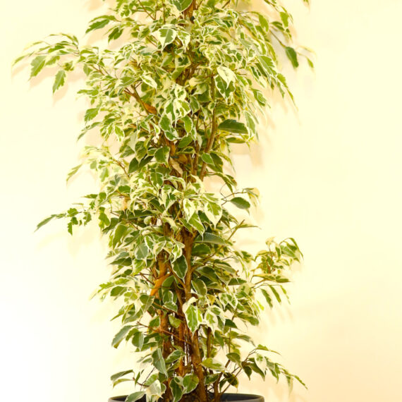 Ficus Benjamina Mina