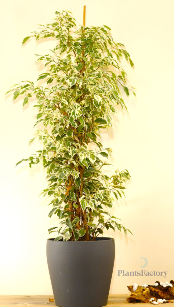 Ficus Benjamina Mina