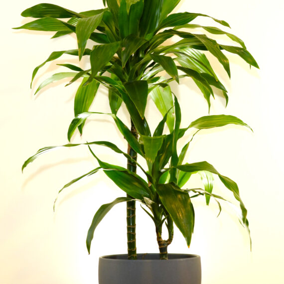 Dracenaena Janet Graig Mina