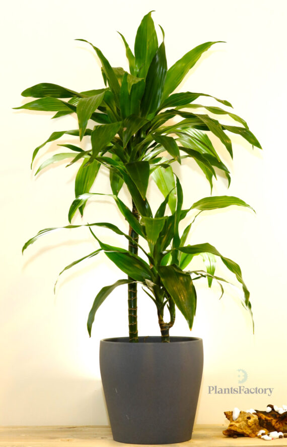 Dracenaena Janet Graig Mina
