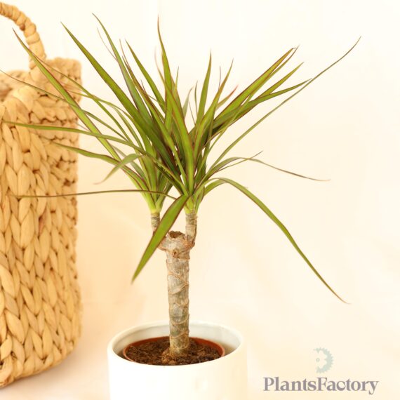 Dracaena Small Mina